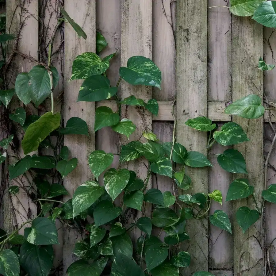 Wood fence boards covered with green vines in Florida